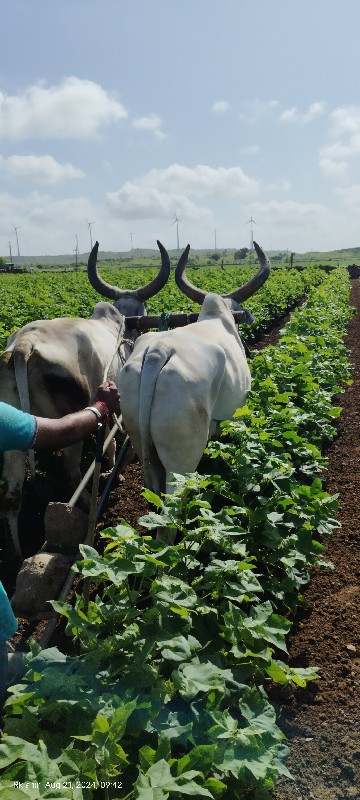 બરધ વેચવાના સે