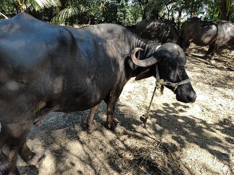 ખડેલુ  વેચવાનુ...