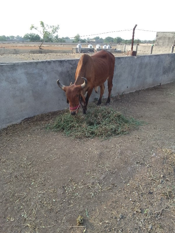 બળદ વેચવાના છે