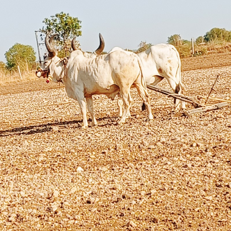 બળદ વેચવાના છે