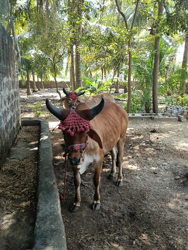 ગોઢલા  વેચવાના...