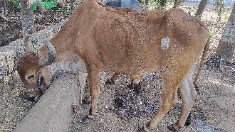 એક વાવણી કરેલા