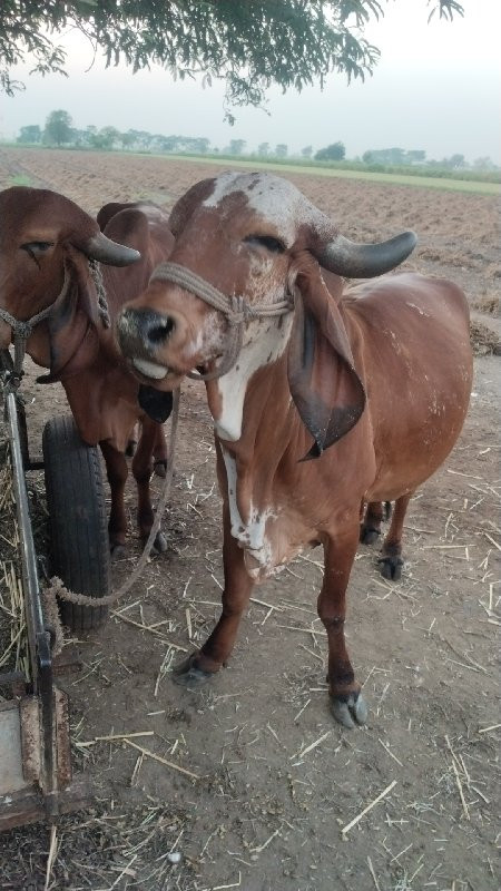 ગાય વેચવાની છૅ