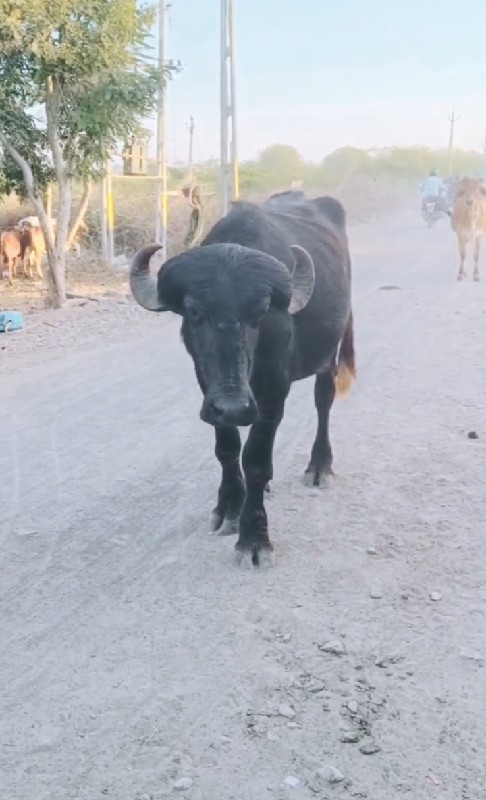 ગાભણી ખડેલી લેવ...