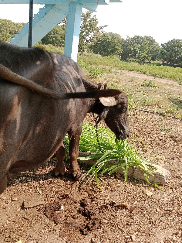 ત્રીજું વેતર ની...