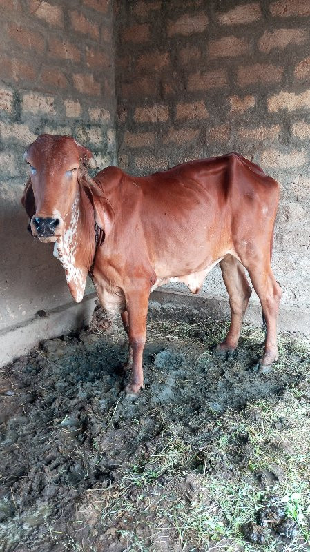 ગીર‌ હોળકી‌‌ છે...