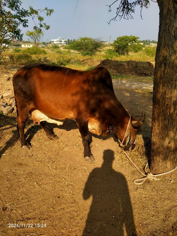 ગાય વેચવાની છે