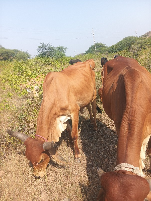 ગાય વેચવાની છે