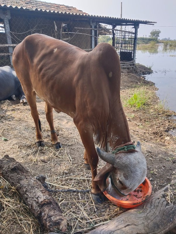 ઓડકી વેસવાની છે