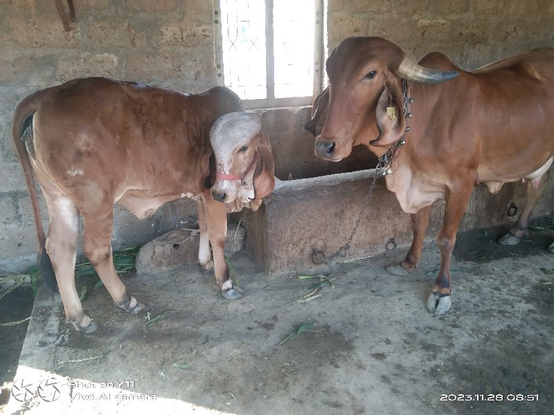 ગીર વાછડી વેચવા...