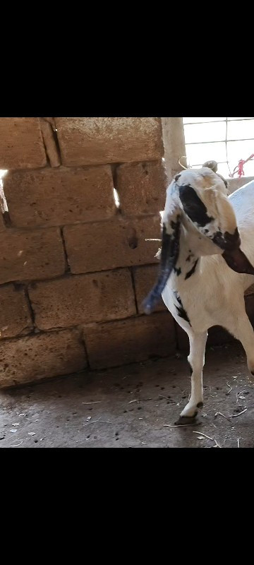 bakri
rajasthan...