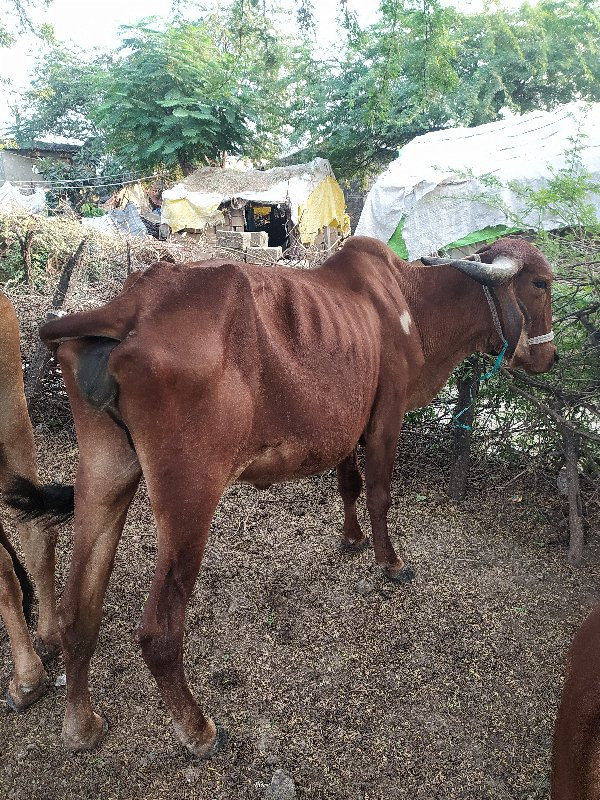 ગાયુ વેચવાની છે