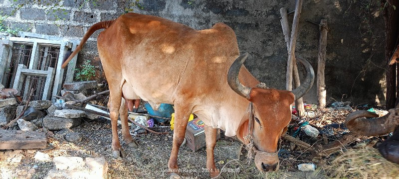 ગાય વેશવા ની સે