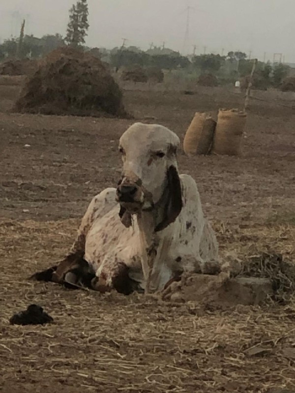 વાસળો વેચવાનો છ...