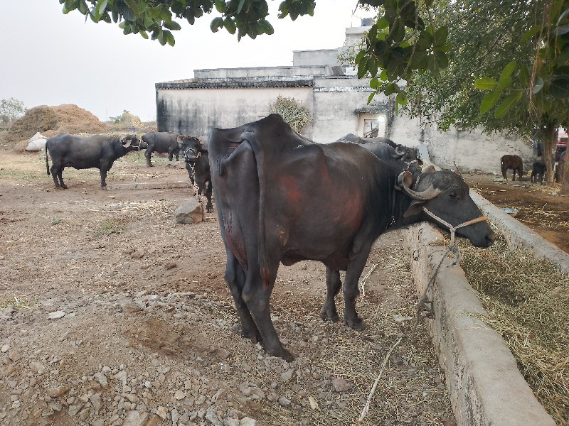 ભેસુ વેસવાની છે