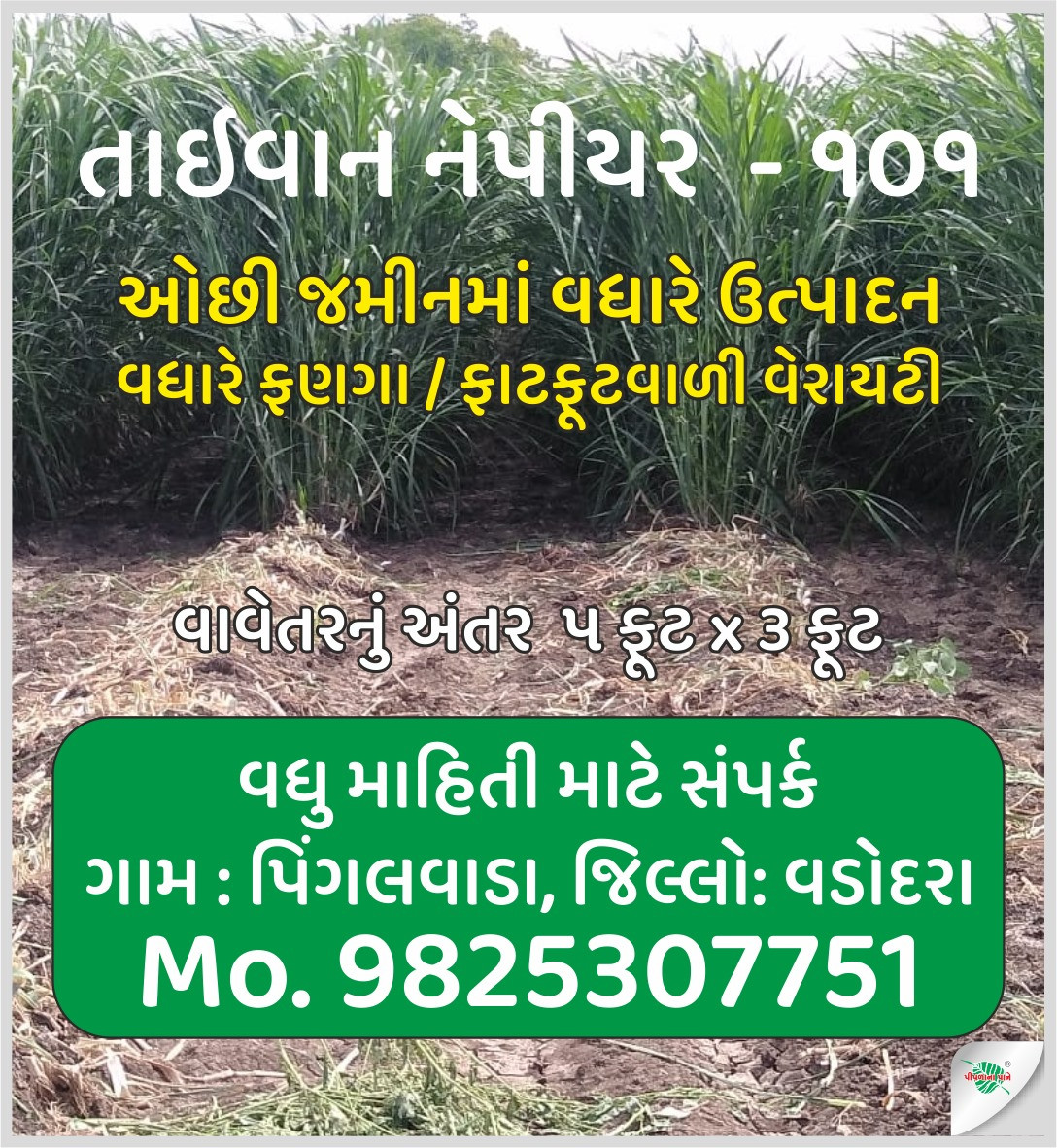 તાઇવાન નેપીયર...