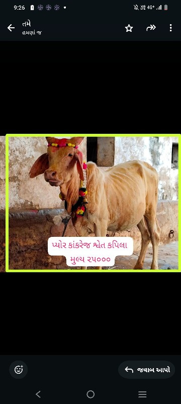 ગીર કાંકરેજ વાછ...