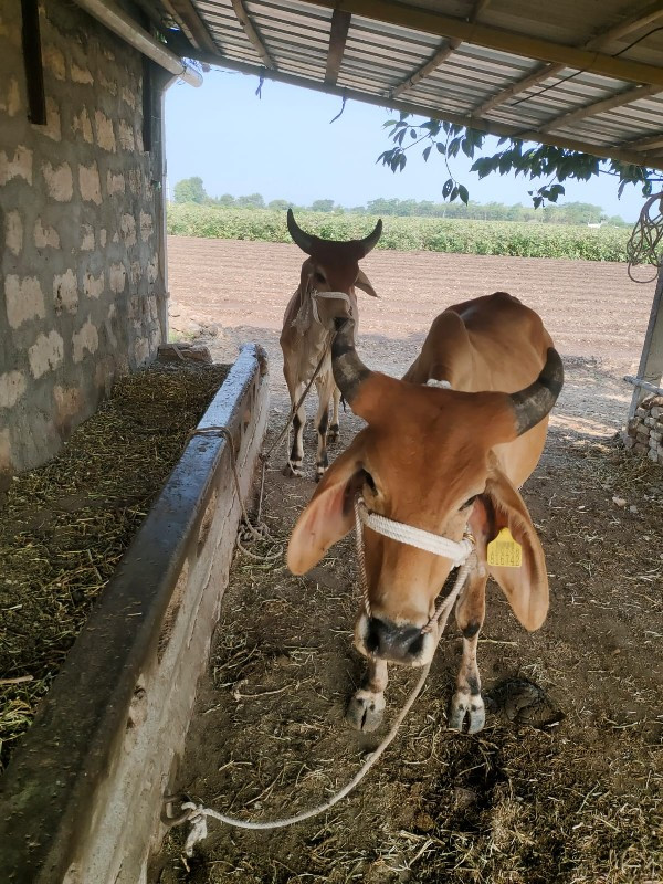 આ ગોઢલા વેચવાના...