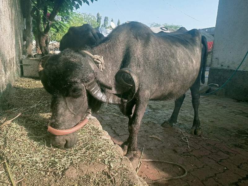 ભેંસ વેચવાની છે