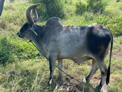 બળદ વેચવાના છે...