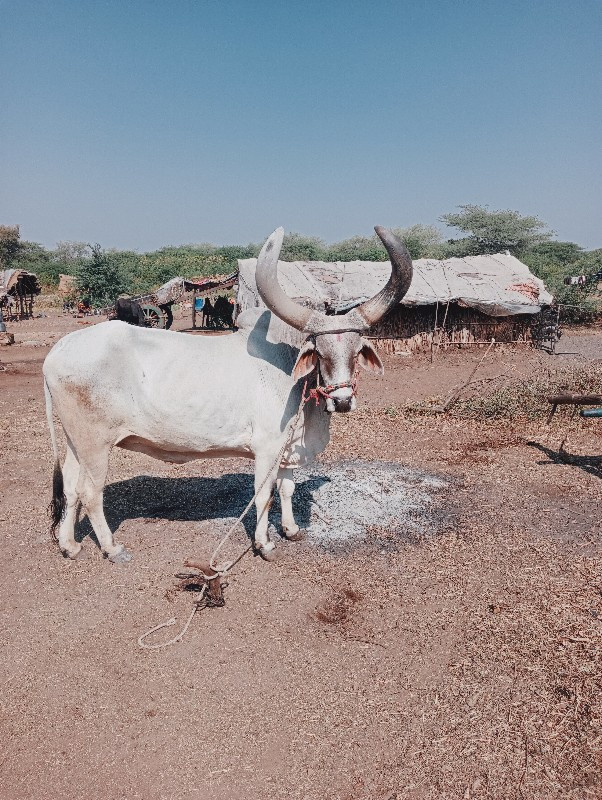 12000 રૂપિયા