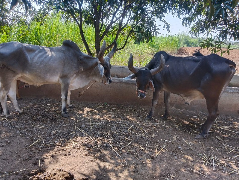 બળદ વેચવાના છે