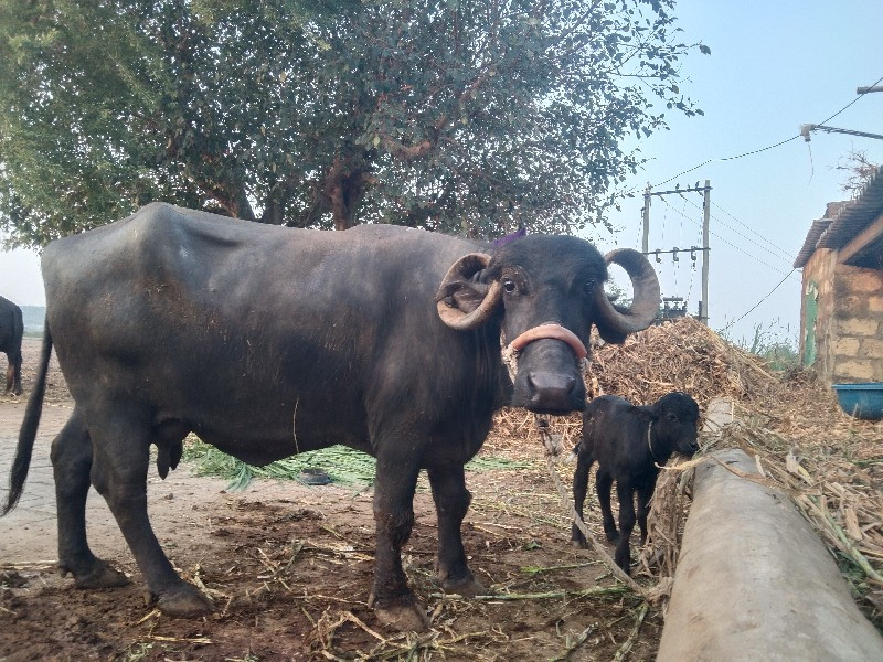 4 વેતર વીયની છે