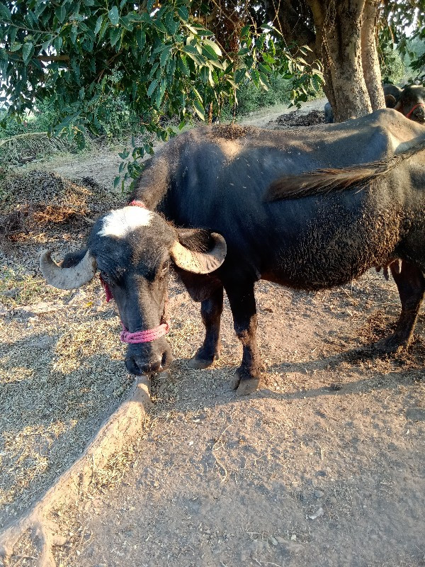 ભેંસ વેચવાની છે...