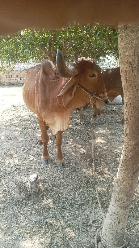 ગોટલા સાવ સોજાશ...