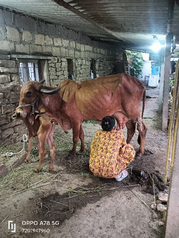 ગાય વેચવાની છે