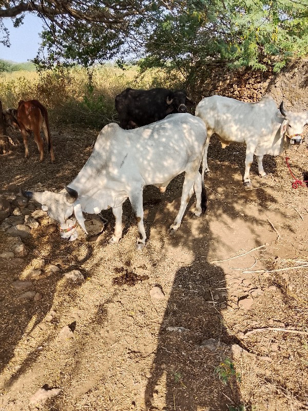 ગોઘલા વેચવા નાછ...