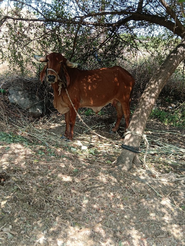 ગીર ગાય છે