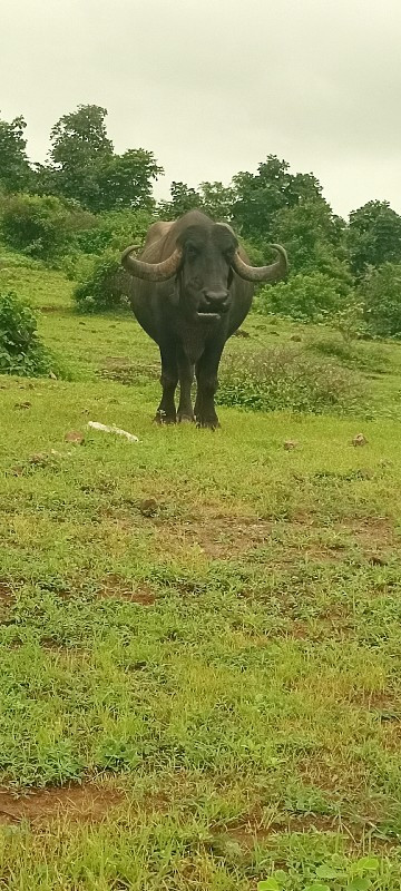 ભેંસ નું હાટુ ક...