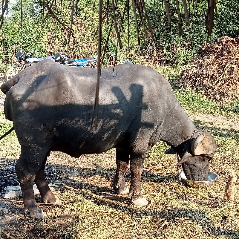 સારી કોલેટી ની...