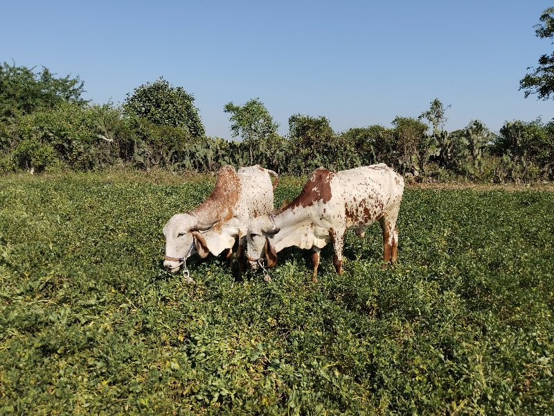 ગોંઢલા વેચવાના...