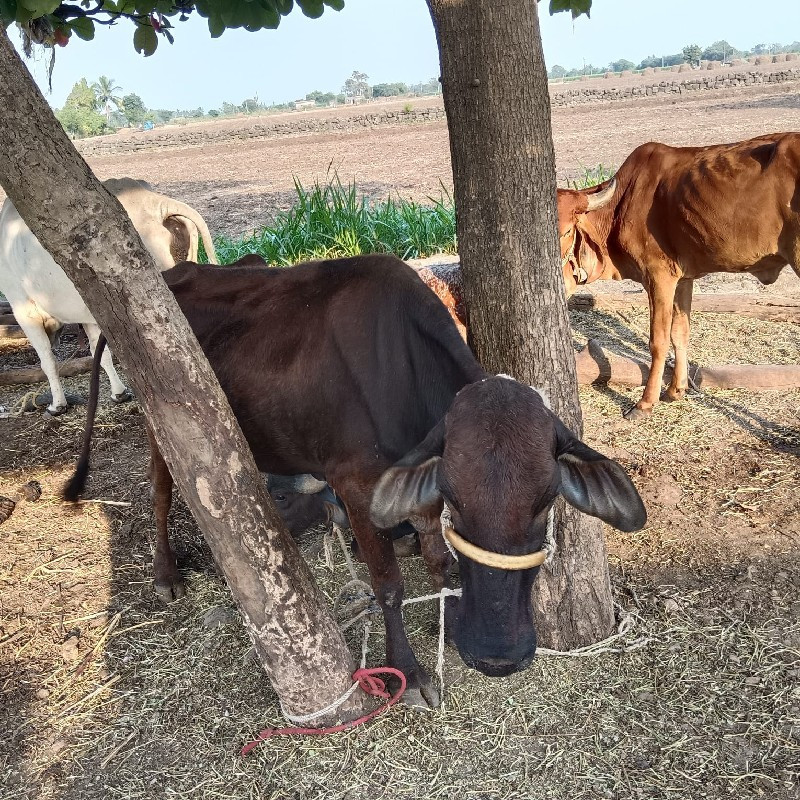 ગીર વાંસળી વેચવ...