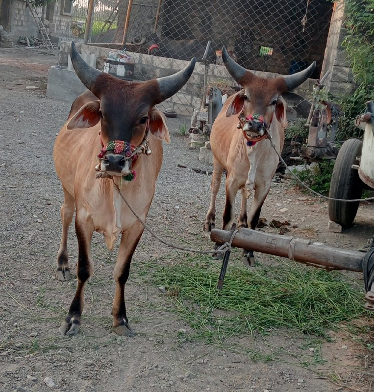 ગોઢલા વેચવા ના...