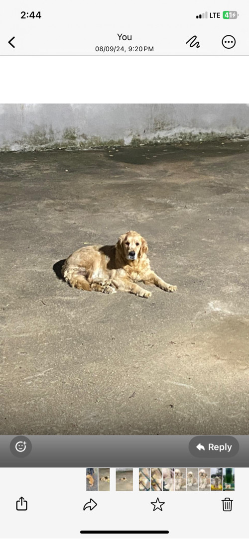 Golden retrieve...