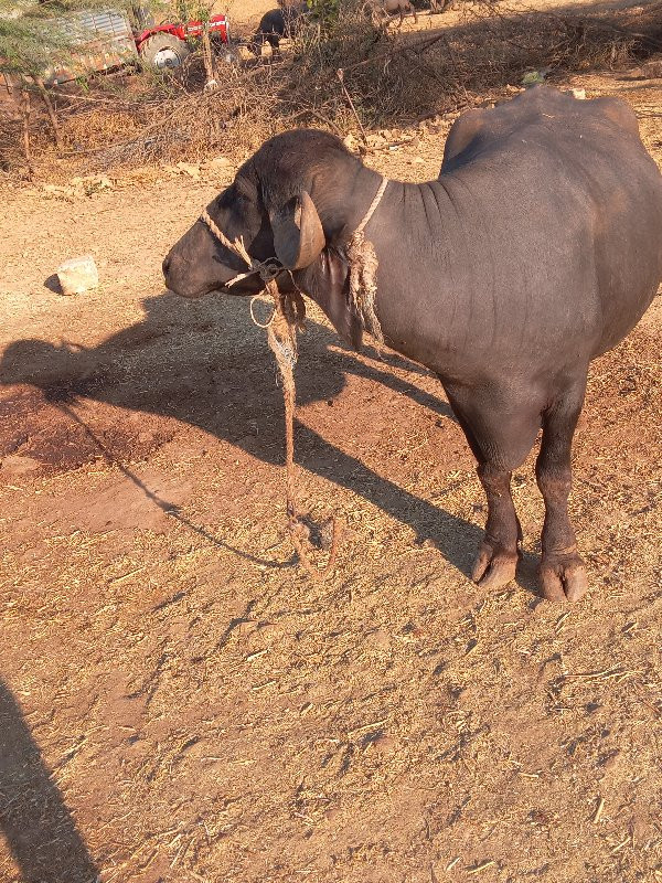 ભેશ વેચવાનીછે