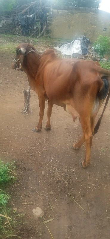 ગાય પેલુવેતરસે....