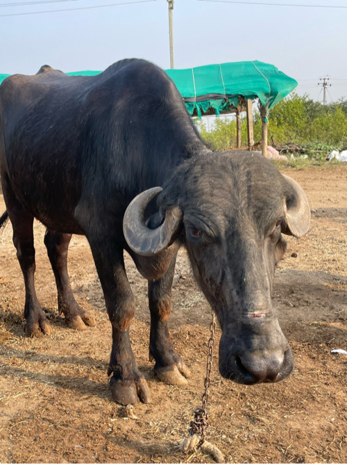 પેલા વેતર ની ભે...