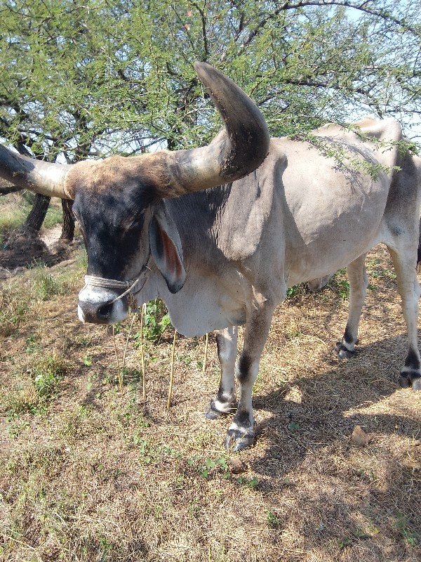 બળદ વેચવાના છે