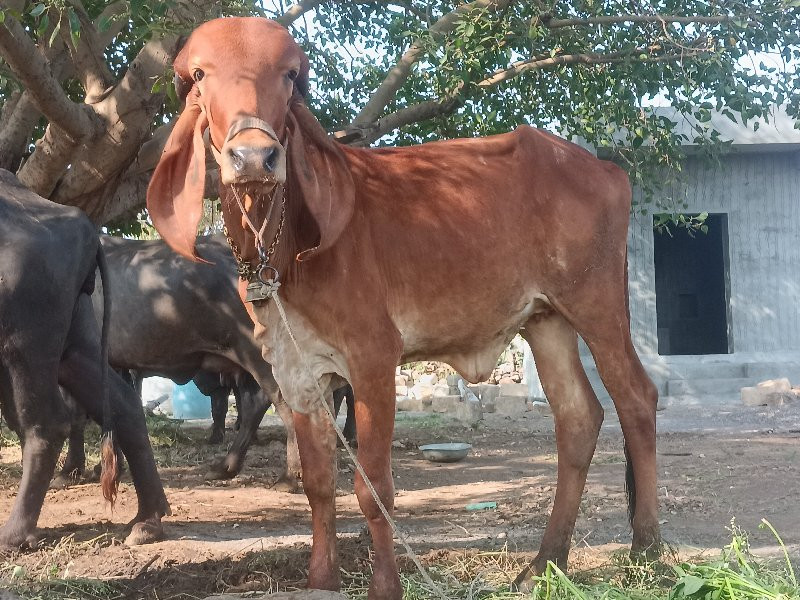 હોડકી.દેવાનિછે