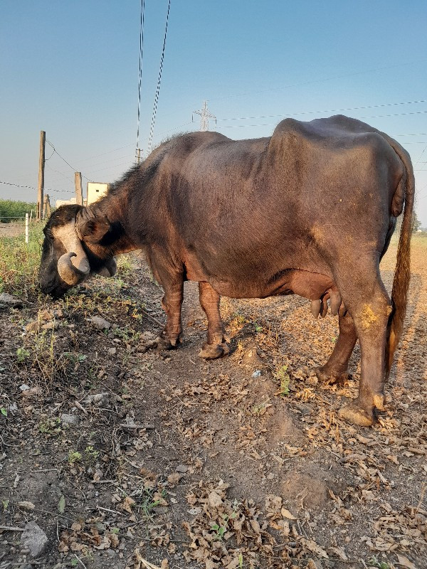 આ ભેસ વેચવાની છ...