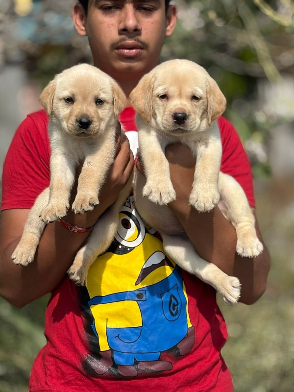 Labrador puppy'...