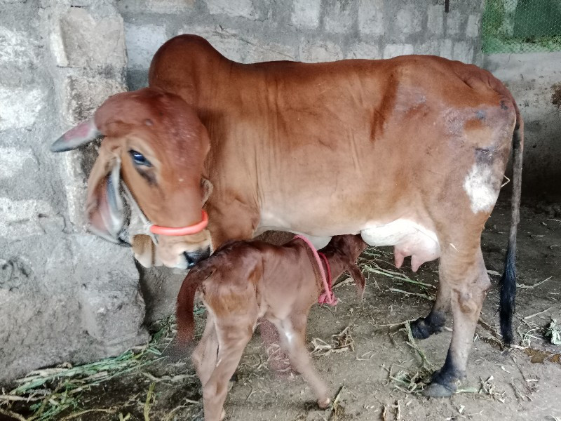 ગીર હોડકી વેચવા...