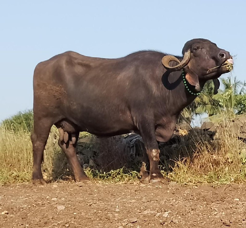 બે ભેસુ વેચવાની...