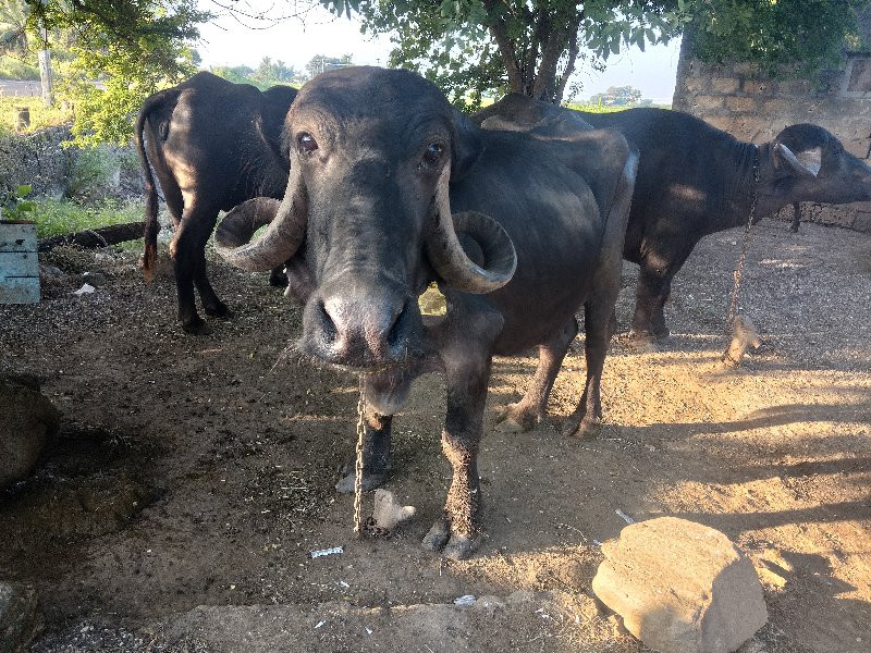 ભેસ વેસવાની છે