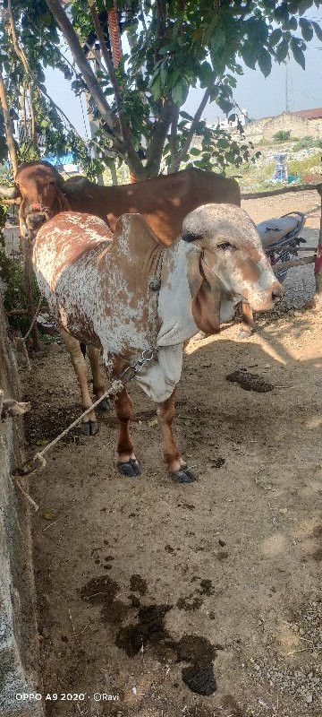 ગાય વેચવાની છે