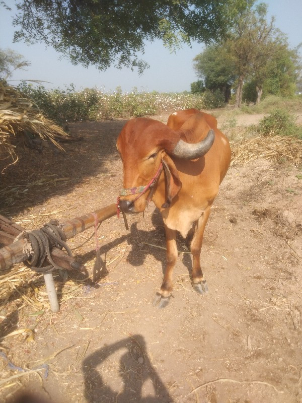 બળદ વેશવાના છે...